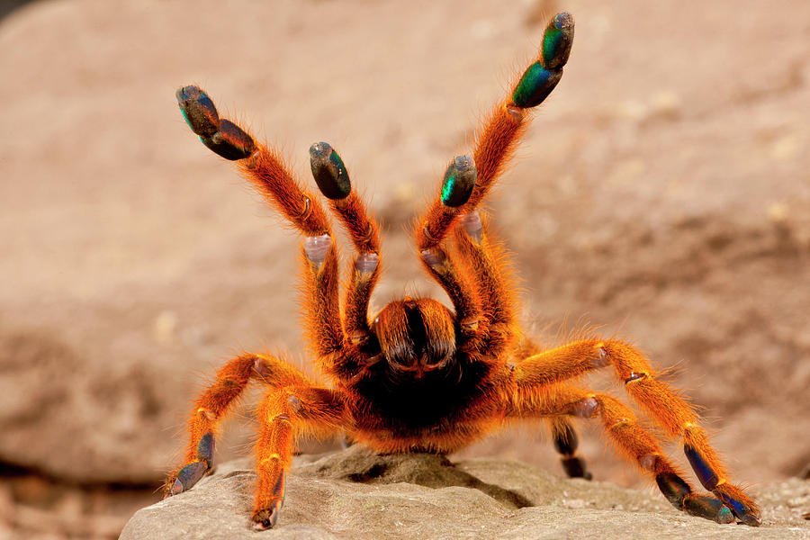 Nature Photograph - USAmbara Orange Baboon Spider by David Northcott