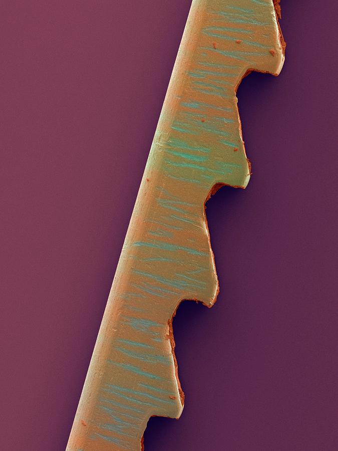 Used Coping Saw Blade Photograph by Dennis Kunkel Microscopy/science Photo Library
