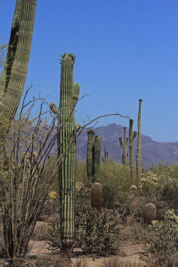 Usery Park Saguaros With Barrel And Cholla Cactus And  Ocotillo  Photograph by Tom Janca