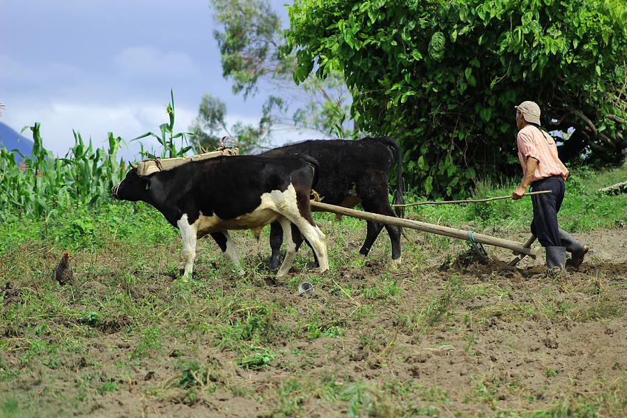 Using Oxen For Plowing Photograph by Robert Hamm