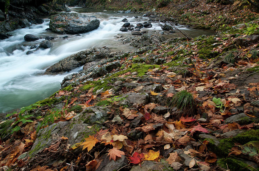 Usubetsu River In Autumn Photograph by Daisuke Kondo