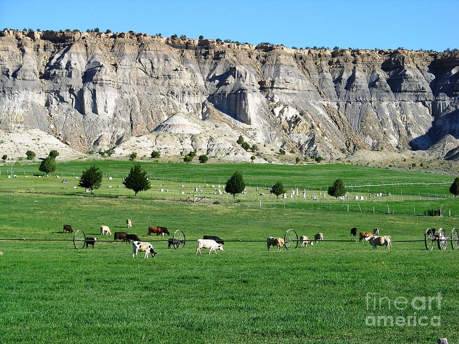 Cow Photograph - Utah farm cows by Ted Pollard