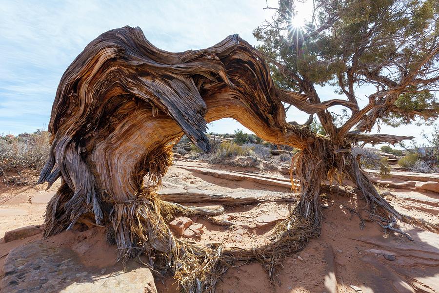 Utah Juniper Photograph by Dr Juerg Alean/science Photo Library