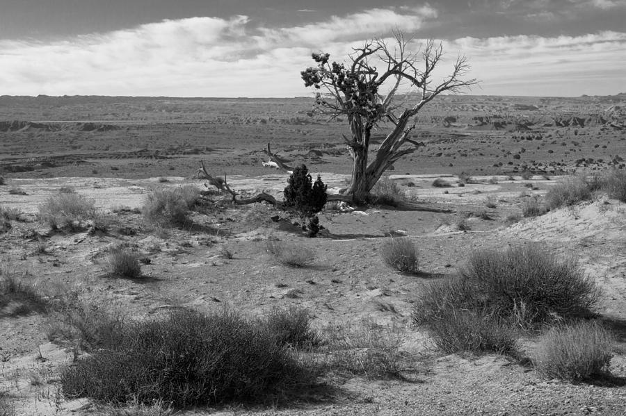 Utah Lone Tree Photograph