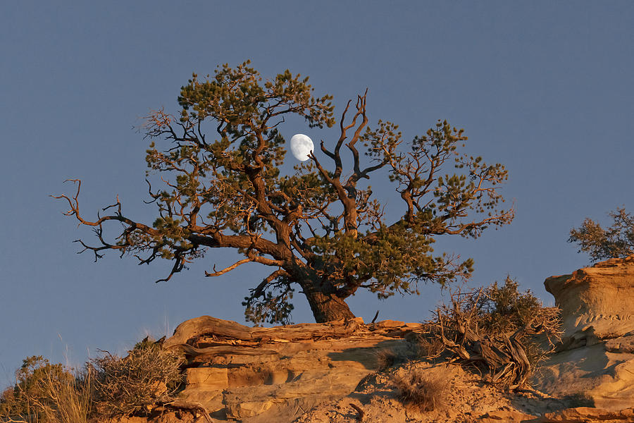 Utah Moon at Sunset Photograph by Wes and Dotty Weber