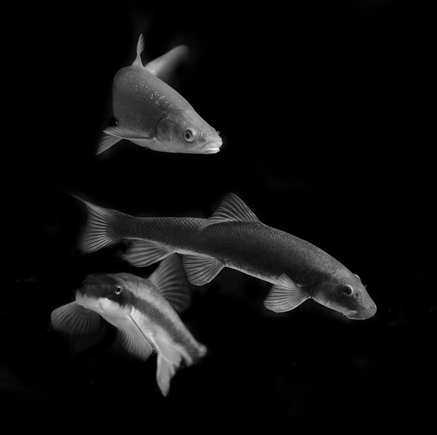 Utah native fish Photograph by Nathan Abbott