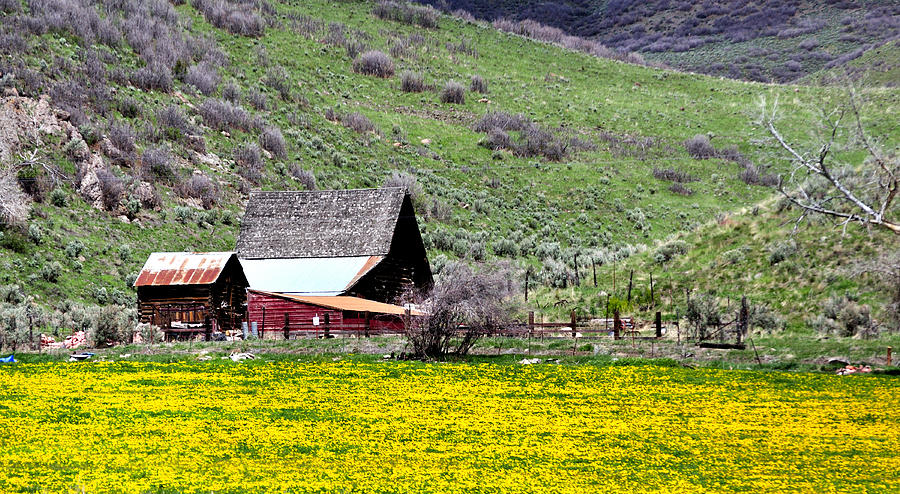 Utah Ranch 482 Photograph