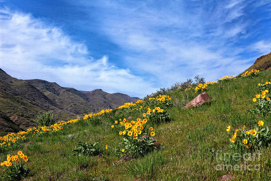 Utah Spring Meadow Photograph by Charline Xia