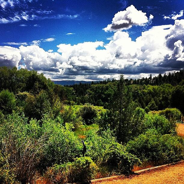 Nature Photograph - #utah #trees #forest #clouds by Julia Goldberg