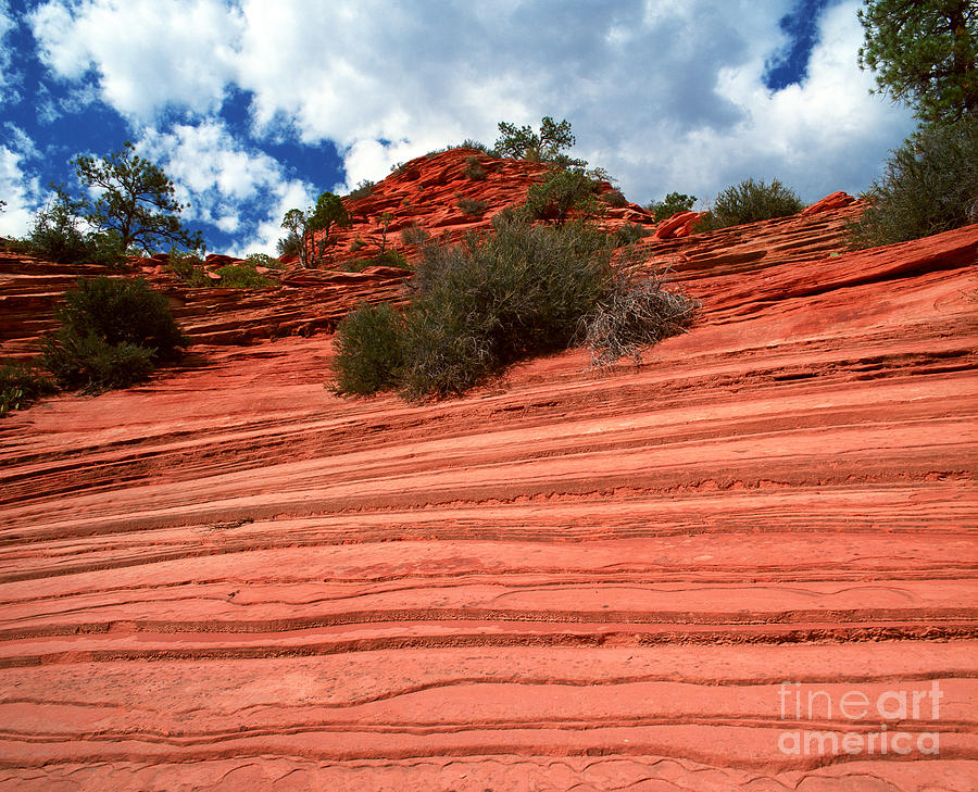 Utah - Zion National Park - Textured Rocks Photograph by Terry Elniski