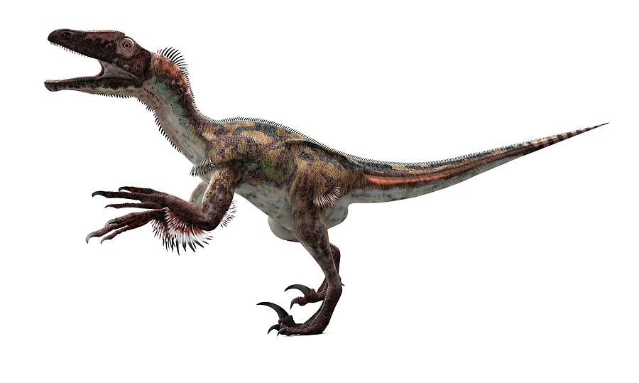 Prehistoric Photograph - Utahraptor Dinosaur by Sciepro/science Photo Library
