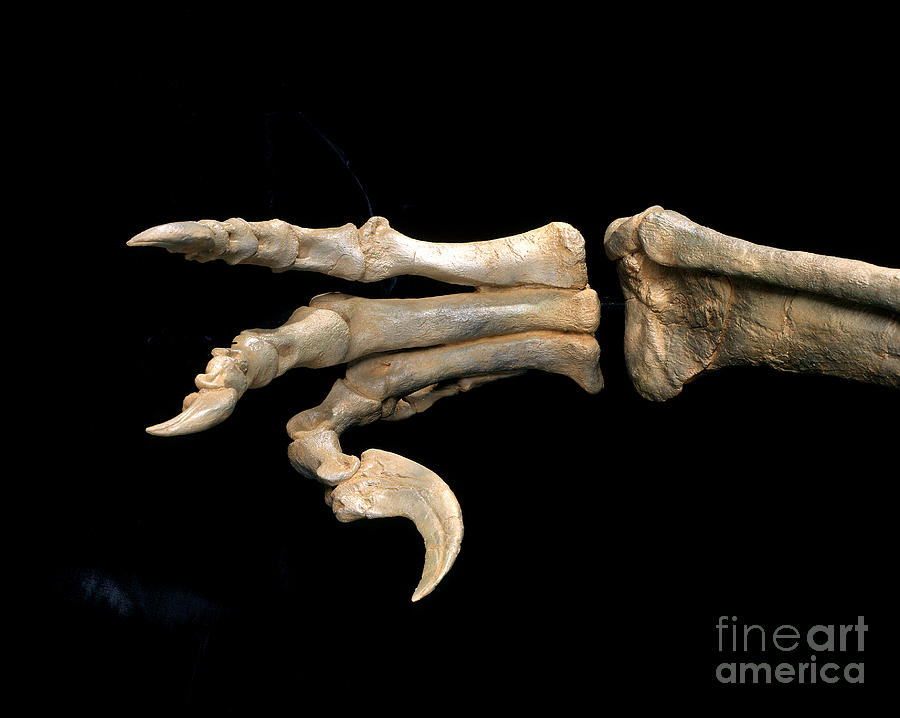 Utahraptor Foot Fossil Photograph by Francois Gohier