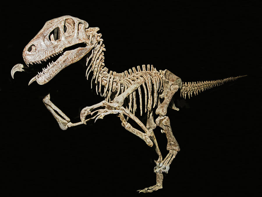 Dinosaur Photograph - Utahraptor by Millard H. Sharp