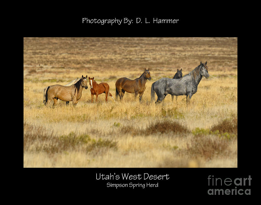 Utahs West Desert Photograph by Dennis Hammer