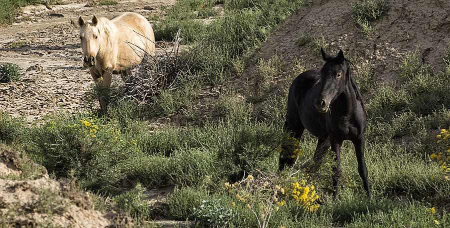 Mesa Verde National Park Photograph - Ute Mountain Reservation Wild Horses by Priscilla Burgers