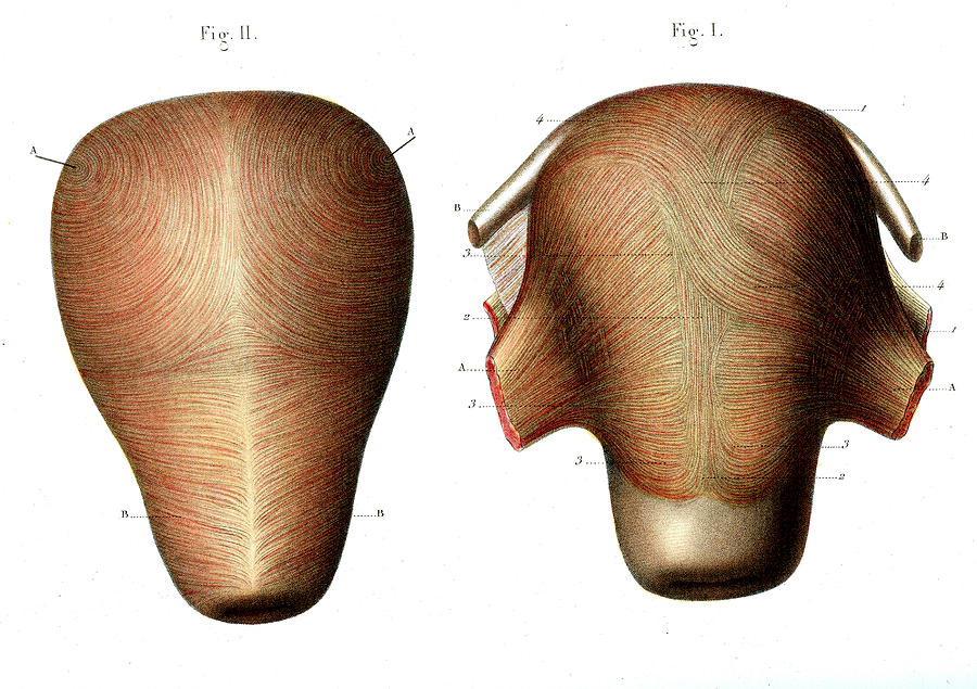 support of uterus muscle