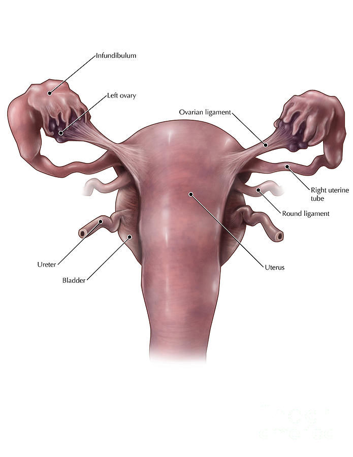 Uterus, Ovaries And Bladder Posterior Photograph by Evan Oto