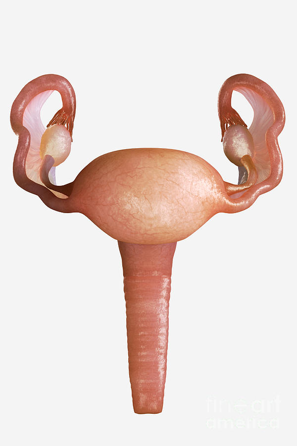 Uterus Photograph by Science Picture Co