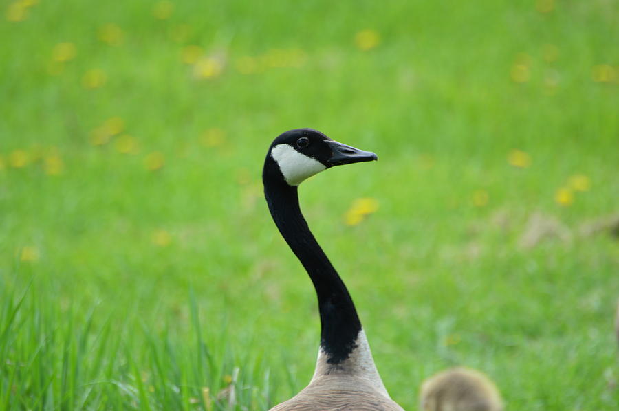 Goose Photograph - Utitled by Robert Smice