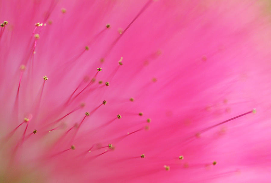 Flower Photograph - Utmost Tenderness. Macro of the Rain Tree Blossom by Jenny Rainbow