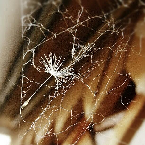Spider Photograph - V Sieti Zla #pavucina #siet #pupava by Mato Mato
