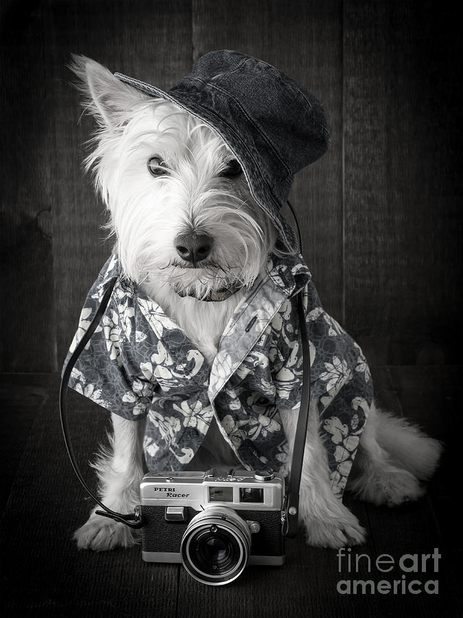 Camera Photograph - Vacation Dog with camera and Hawaiian shirt by Edward Fielding
