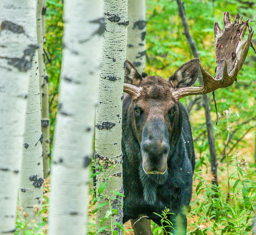 Moose Photograph - Vagabond Saddle by Kevin Dietrich