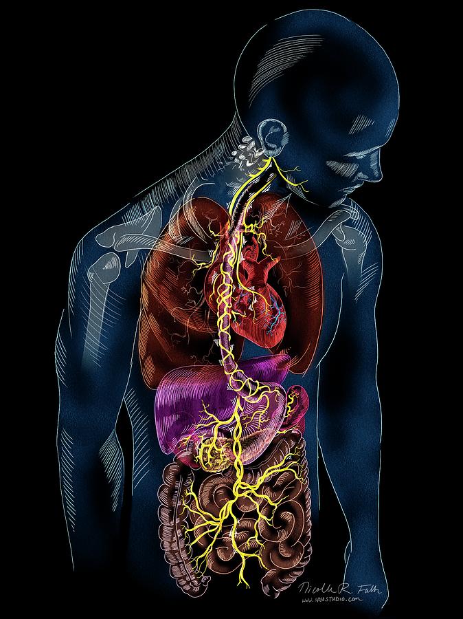 Image result for vagus nerve heart art