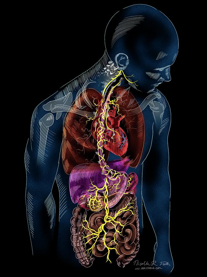 Vagus Nerve Anatomy Photograph by Nicolle R. Fuller/science Photo Library