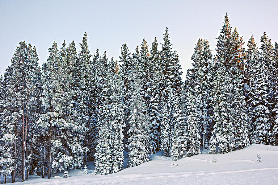 Vail Mountain Forest Study 1 Photograph by Robert Meyers-Lussier
