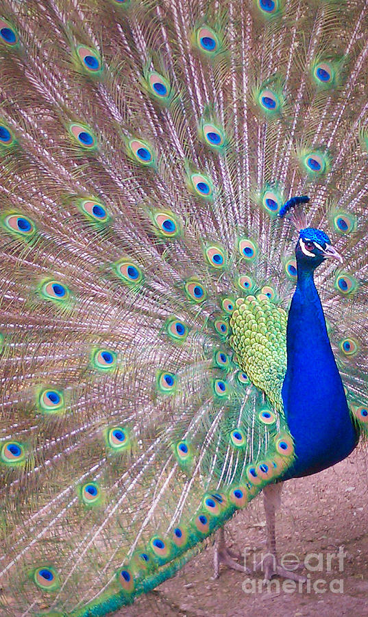 Peacock Photograph - Vain by Charlie Cliques