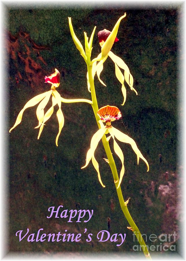 Valentine card with graceful orchid trio Photograph by Barbie Corbett-Newmin