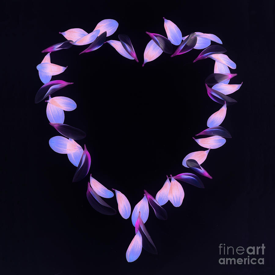 Valentines Day Photograph - Valentine Heart by Rosemary Calvert