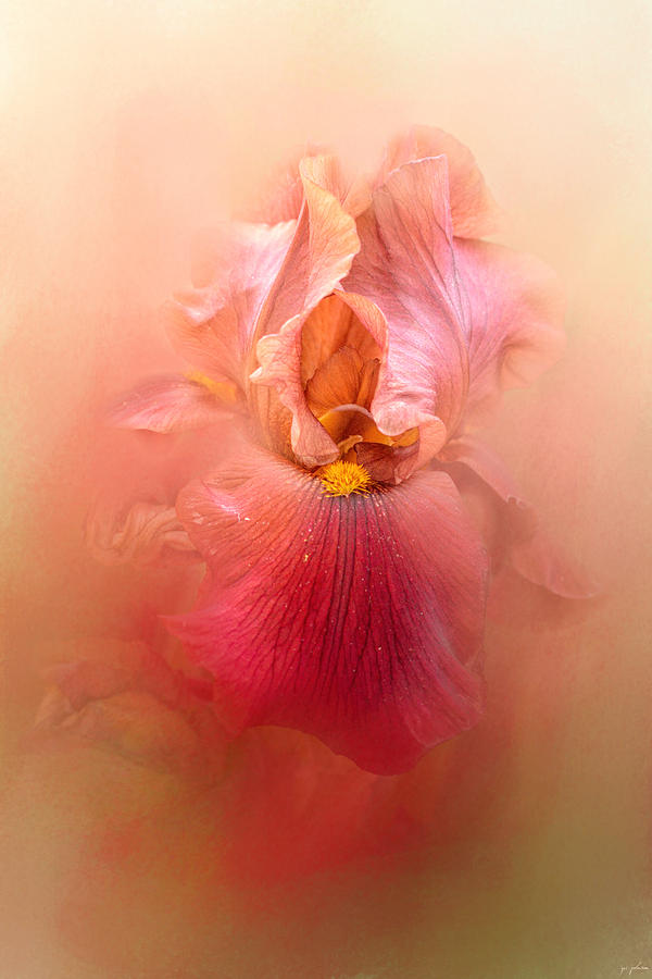 Valentine Iris Photograph by Jai Johnson