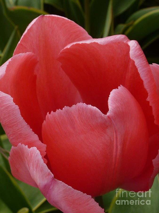 Valentine Pink Tulip Photograph by Susan Garren