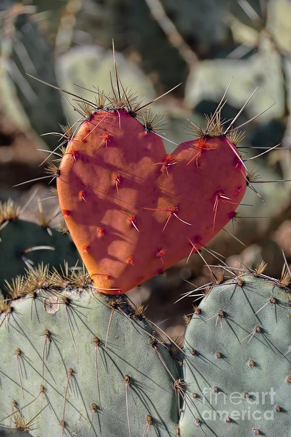 Valentine Photograph - Valentine Prickly Pear Cactus by Henry Kowalski