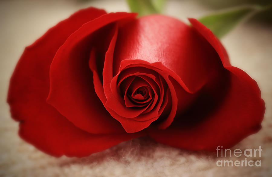Rose Photograph - Valentine rose by LHJB Photography