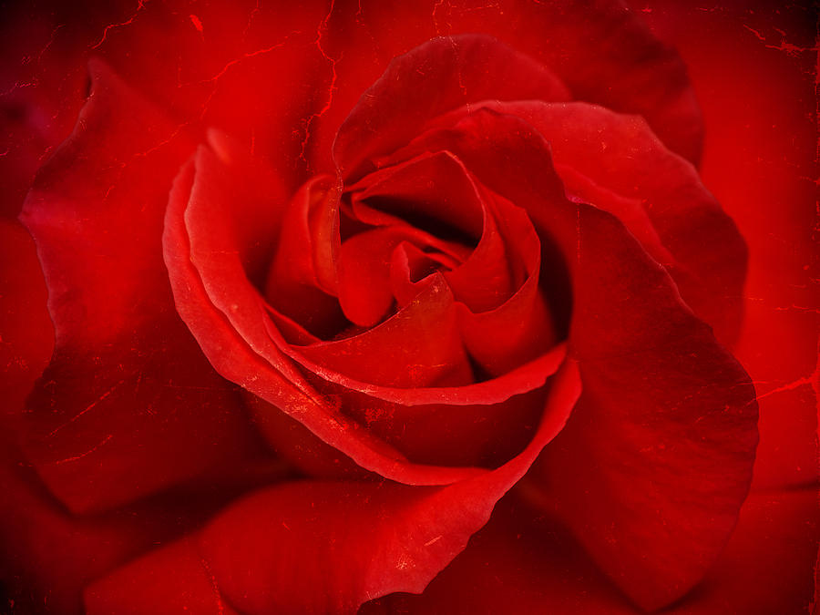 Valentine Rose Photograph by Mark Llewellyn