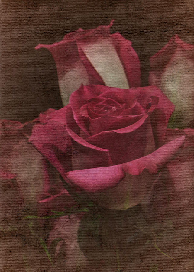 Rose No. 1 Photograph by Richard Cummings
