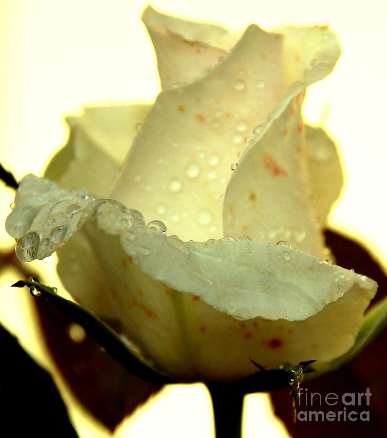 Valentine Rose Photograph by Randy J Heath