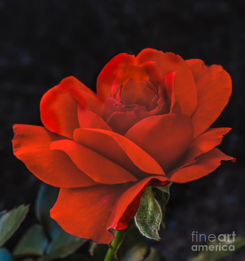 Valentine Rose Photograph by Robert Bales
