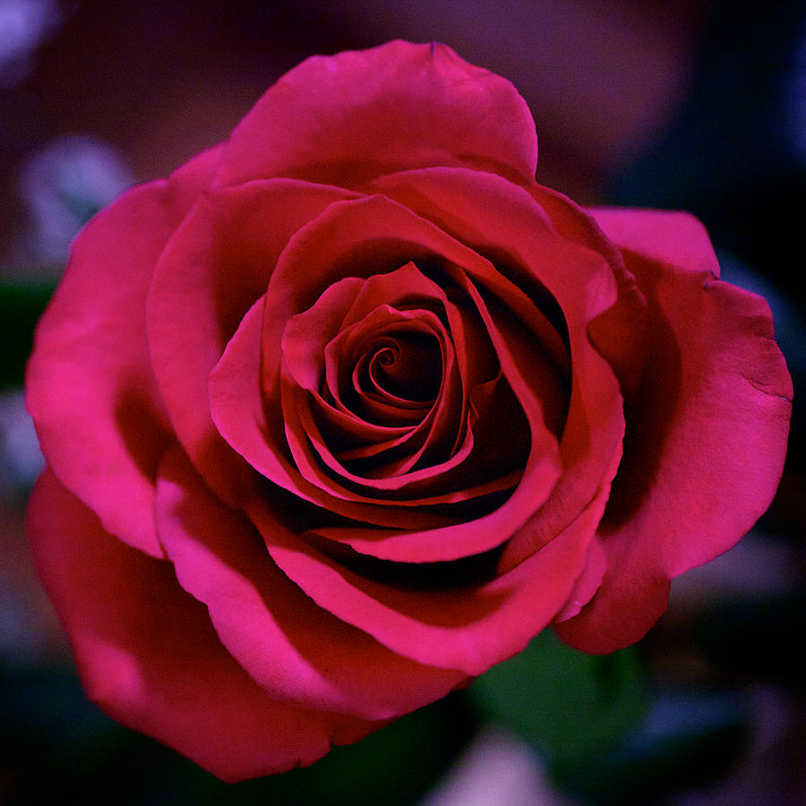 Valentine Rose Photograph by William Wetmore