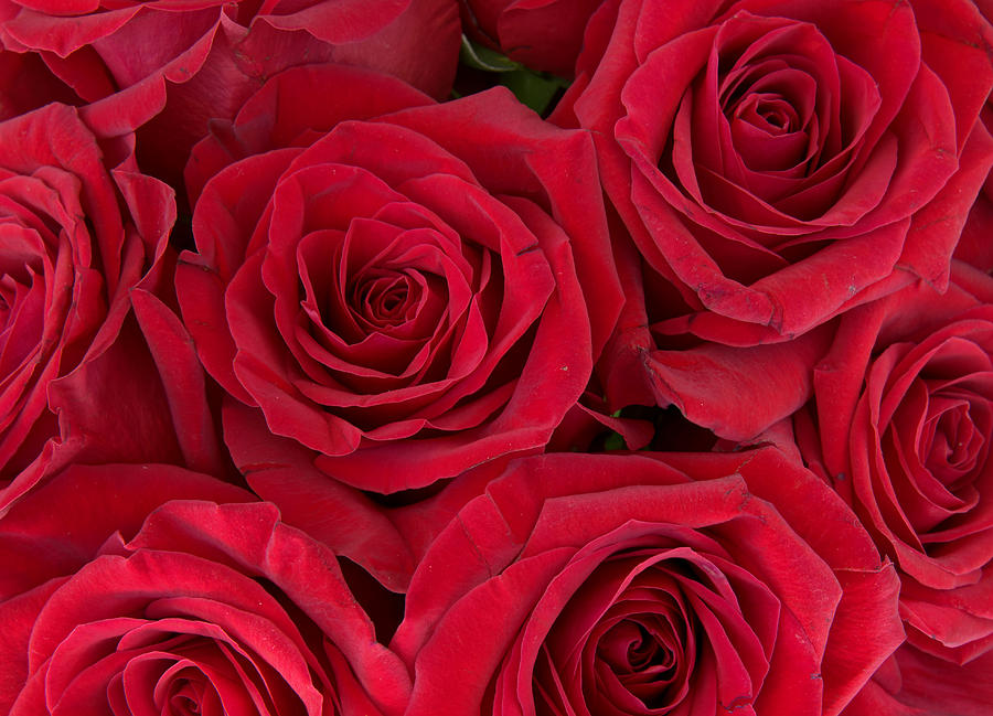 Rose Photograph - Valentine Roses by Phil And Karen Rispin