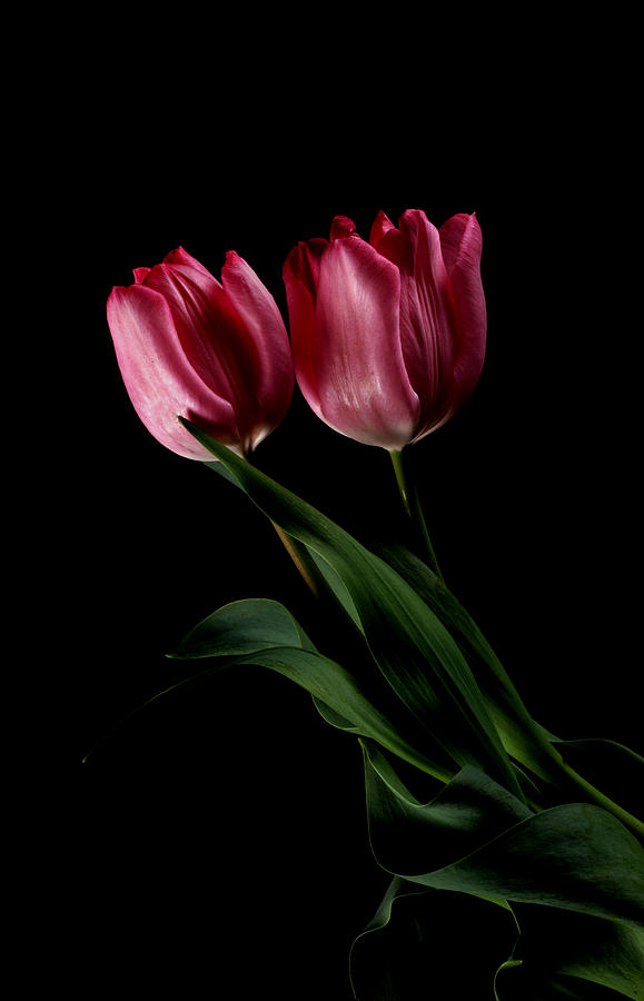 Valentine Tulips  Photograph by Catherine Lau