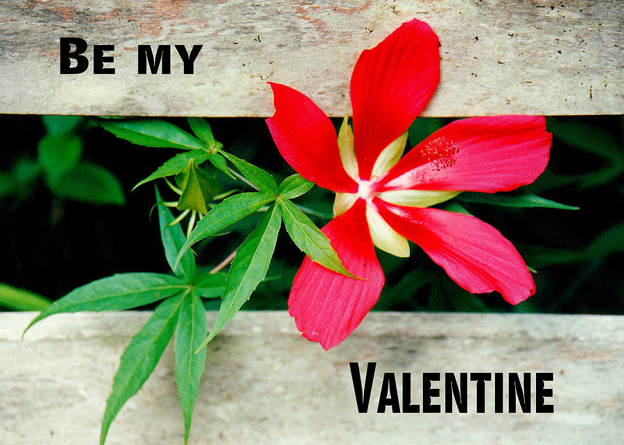 Valentines Day Card Red Hibiscus Photograph by Rosalie Scanlon