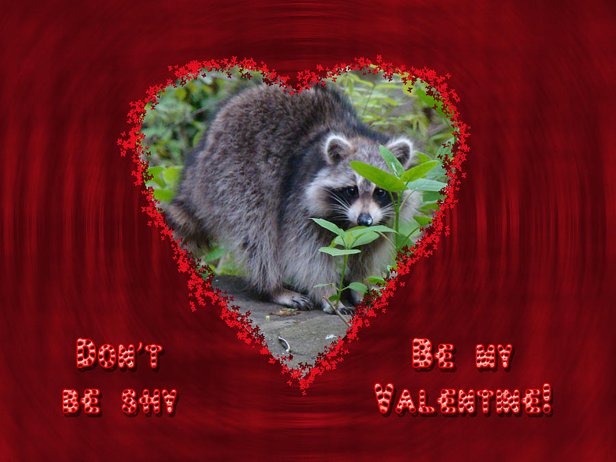 Valentines Day Greeting Card - Raccoon Photograph by Carol Senske