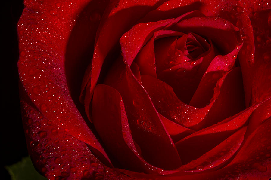 Valentines Day Rose Photograph by Eduard Moldoveanu