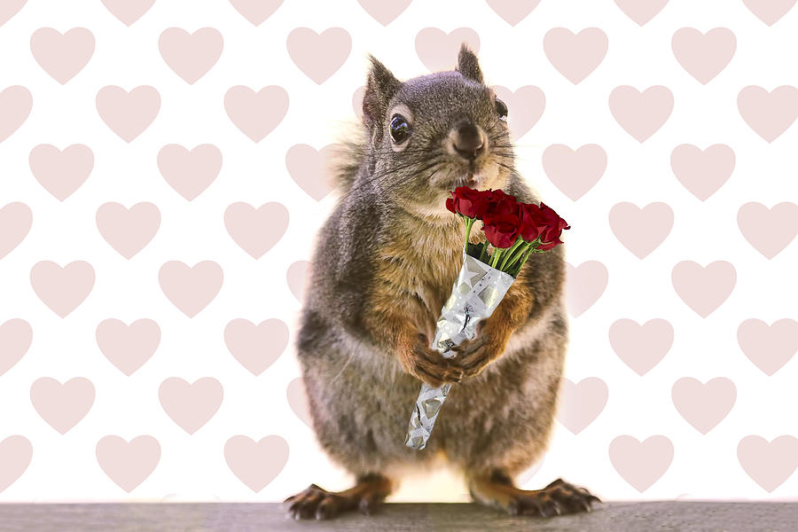 Valentines Day Squirrel with a Dozen Red Roses Photograph by Peggy Collins