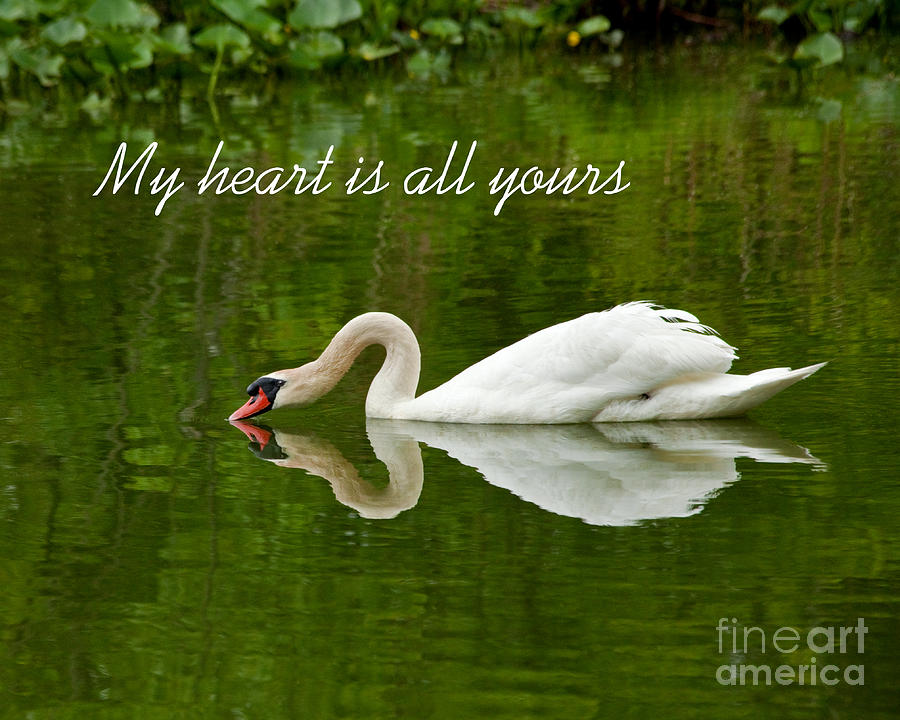 Wedding Gift Photograph - Valentines Swan Heart Original Fine Art Photograph Print And Greeting Card by Jerry Cowart