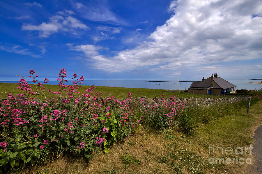 Valerian by a stone wall on the Northumberland Coast Photograph by Louise Heusinkveld